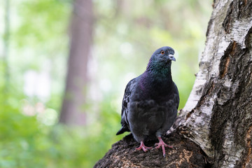 pigeon bird sitting on tree