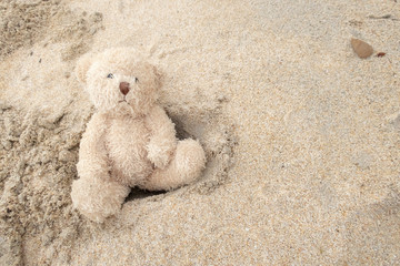 Lonely bear at the sandy beach