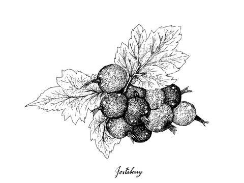 Berry Fruit, Illustration Hand Drawn Sketch of Jostaberries Isolated on White Background. High in Vitamin C and Minerals with Essential Nutrient for Life.