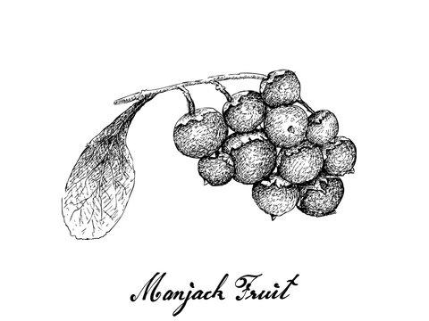 Berry Fruit, Illustration Hand Drawn Sketch of Jostaberries Isolated on White Background. 
