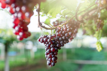 bunch of beautiful fresh red grapes in the vineyard