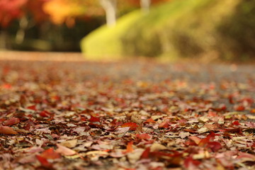 散歩道　枯葉