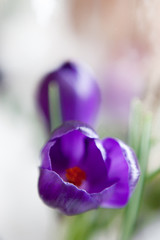 Purple spring flower on a blurred background. Blurred gentle sky-blue background