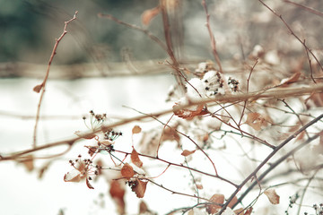  Image of winter nature. Copy space. Snow landscape