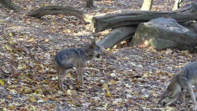 European gray wolf (Canis lupus lupus) in the forest
