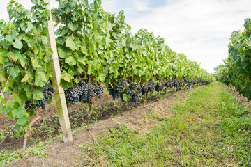 Uruguaian vineyard
