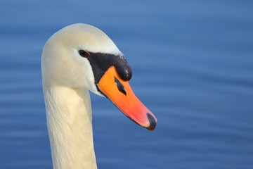 Swan's close up