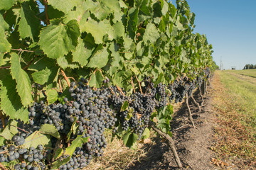 The vineyard