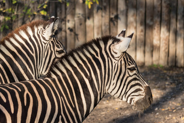 zebra in zoo