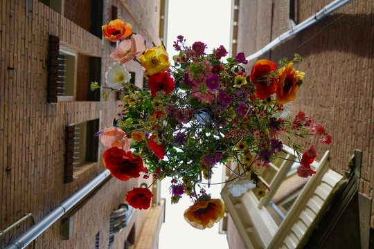 Blumen in der Luft