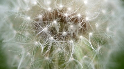 Dandelion seeds ready to fly, close up macro