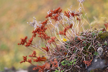 fleurs poussant sur un mur en pierre