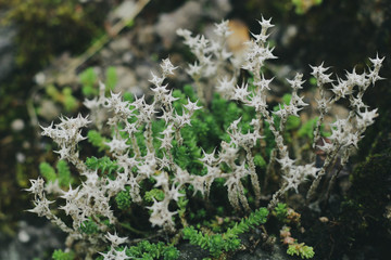 fleurs poussant sur un mur en pierre