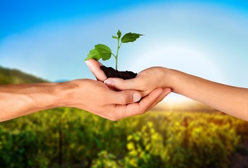 Hands of young beautiful couple holding little green plant