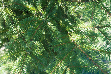 Lush green leafage of common spruce tree