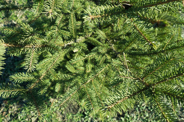 Leaves (needles) on branches of young spruce