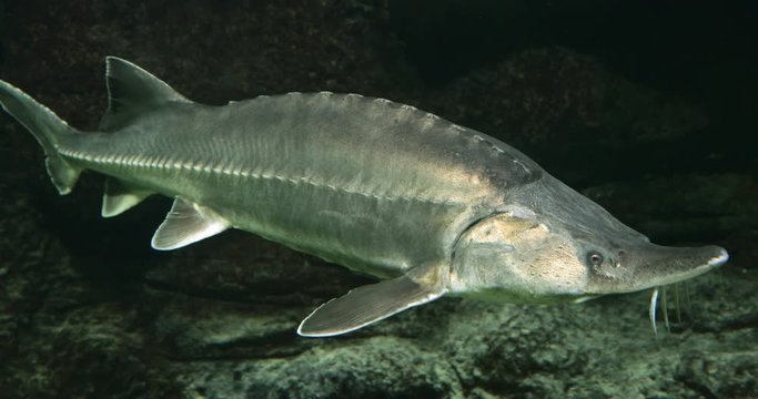 Closeup a sturgeon fish floats in the water