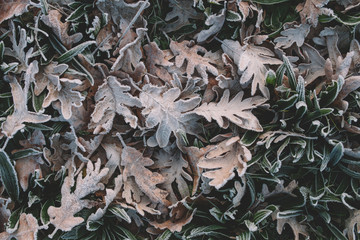 Frost Leaves