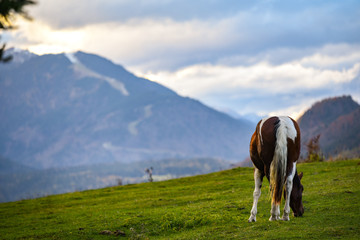 Fototapeta na wymiar Horse on the meadow