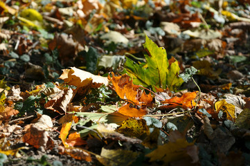 Autumn leaves on the ground