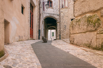 Homeless gray cat on a narrow street in the historic center of the city of Spoleto, Umbria, Italy