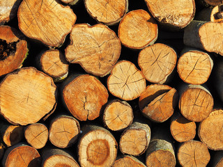 Raw de-barked wood logs in a lumber staging, storage yard. Raw timber, wooden sawen logs stacked, close-up