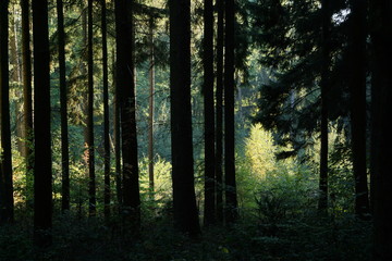 Ein Tag im Wald