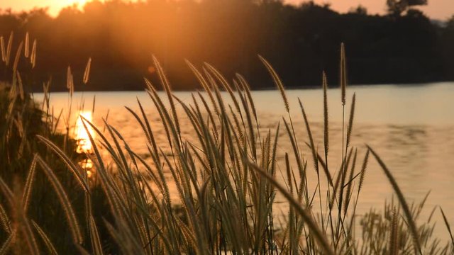 grass flowering blowing from wind in sunset at Wang Bon reservoir Thailand