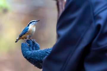 Nuthatch on Hand