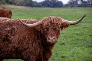Vaches Highland cattle au pré