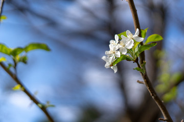 白い花