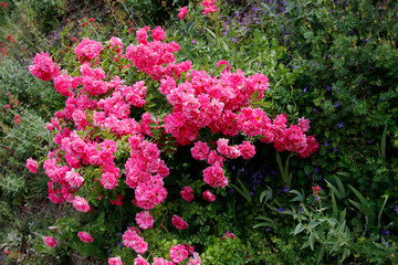 Bodendecker Rose in Blüte