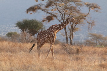giraffe in masai mara kenya