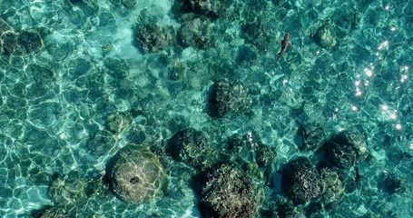 shark in the lagoon  in aerial view
