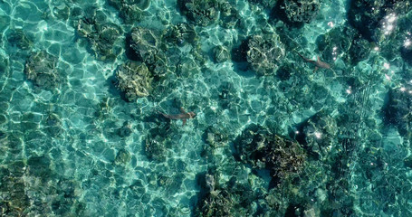 shark in the lagoon  in aerial view