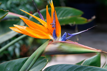 Paradiesvogelblume (Strelitzia) Blüte