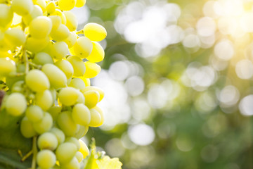 Bunch of ripe grapes on branch in sunlight