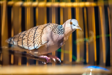 Portrait of Turtle Dove from very close distance, Streptopelia turtur sit on the perch inside, brown yellow white gray, blurred background of the twigs cells. Beautiful bird in a cage, Thailand.