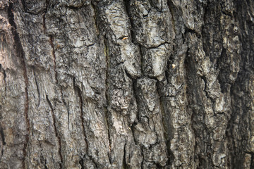 Fragments of the uneven rough brown bark of very old oak on sunny day.