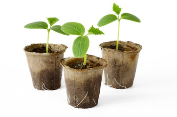 Cucumber seedlings in peat pots on white background