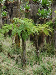Moorland Vegetation in Rwenzori Mountains Uganda