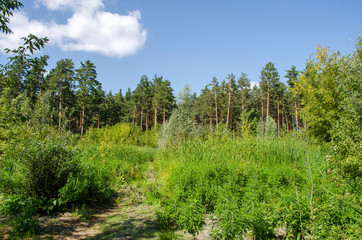 Fototapeta na wymiar Siberia. Swampy glade in a pine forest