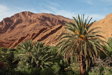 Fototapeta na wymiar Palm tree grove in Dades Valley, Morocco