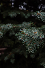 Naklejka na ściany i meble close up view of fir tree branches background