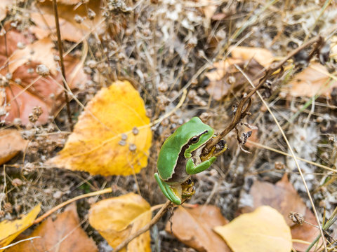 Hyla arborea