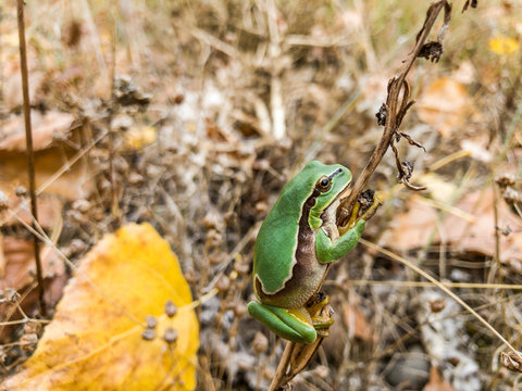Hyla arborea