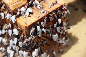 photo of seashells on a wooden board, clams cling to a board on a sandy seashore