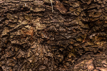 full frame image of old tree trunk background