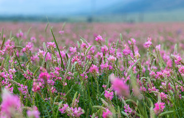 Pink wild flowers as background