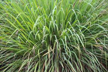 Lemongrass with green leaves.